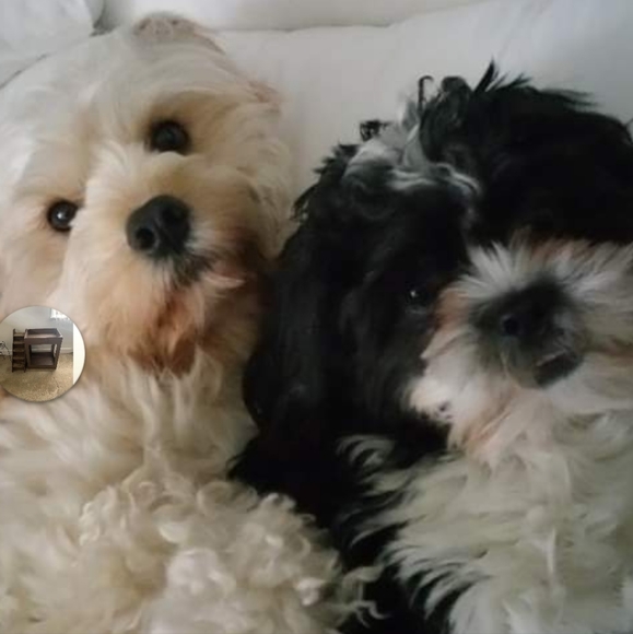 Some of my babies♡ - Picture 4 of 16